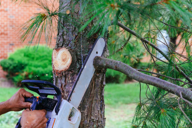 Reliable Mayer, MN Tree Removal and Landscaping Services Solutions